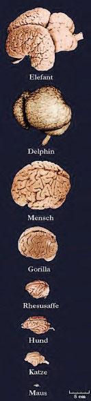 Gehirn1